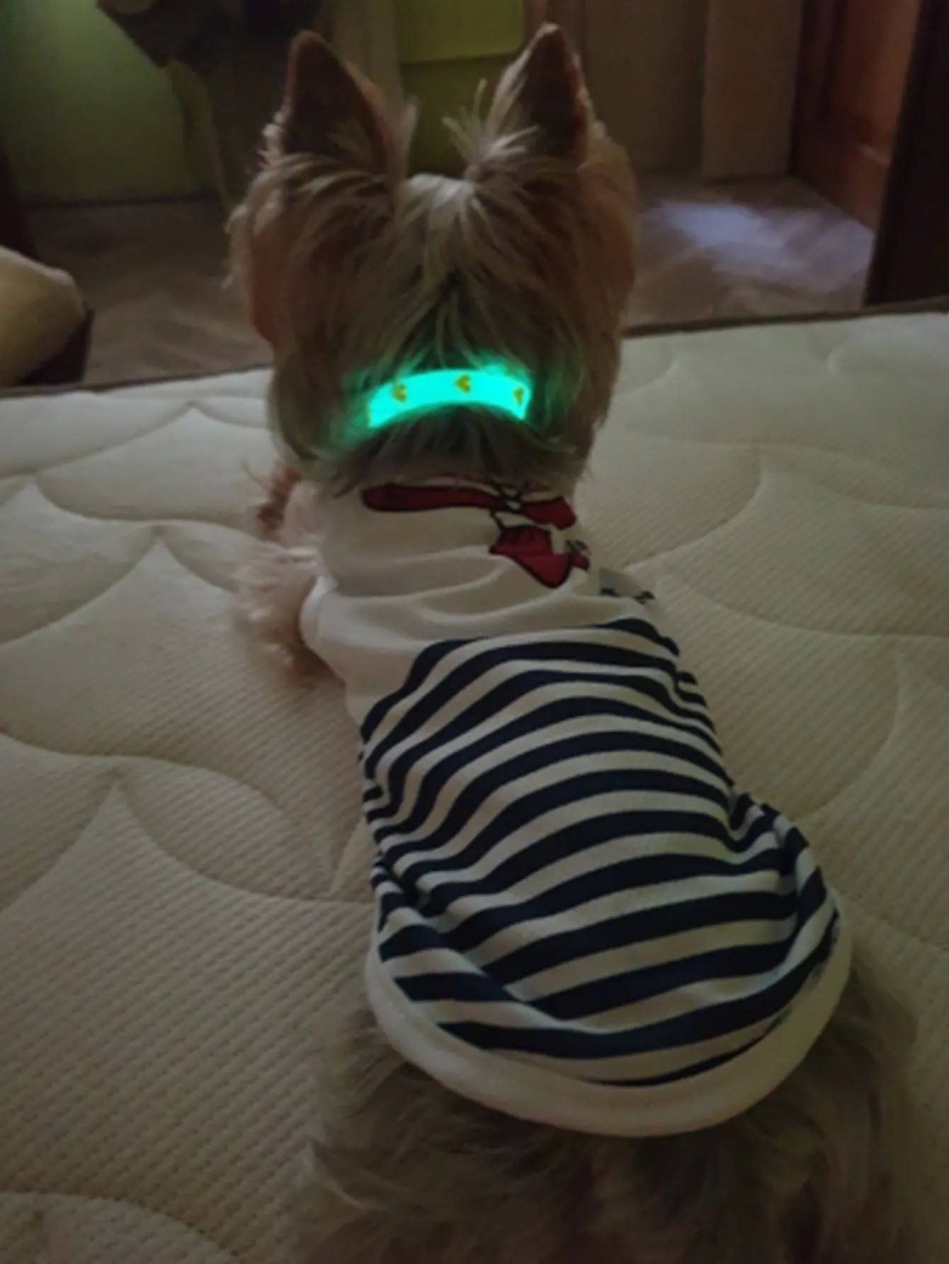 1pc Random Pattern Pet Glow Collar
