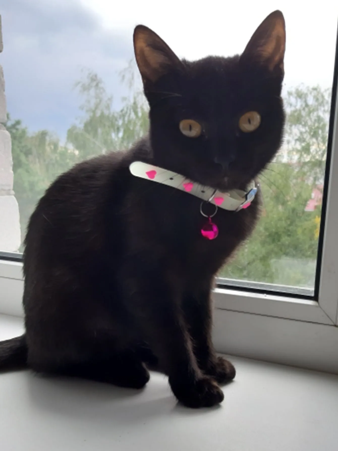 1pc Random Pattern Pet Glow Collar