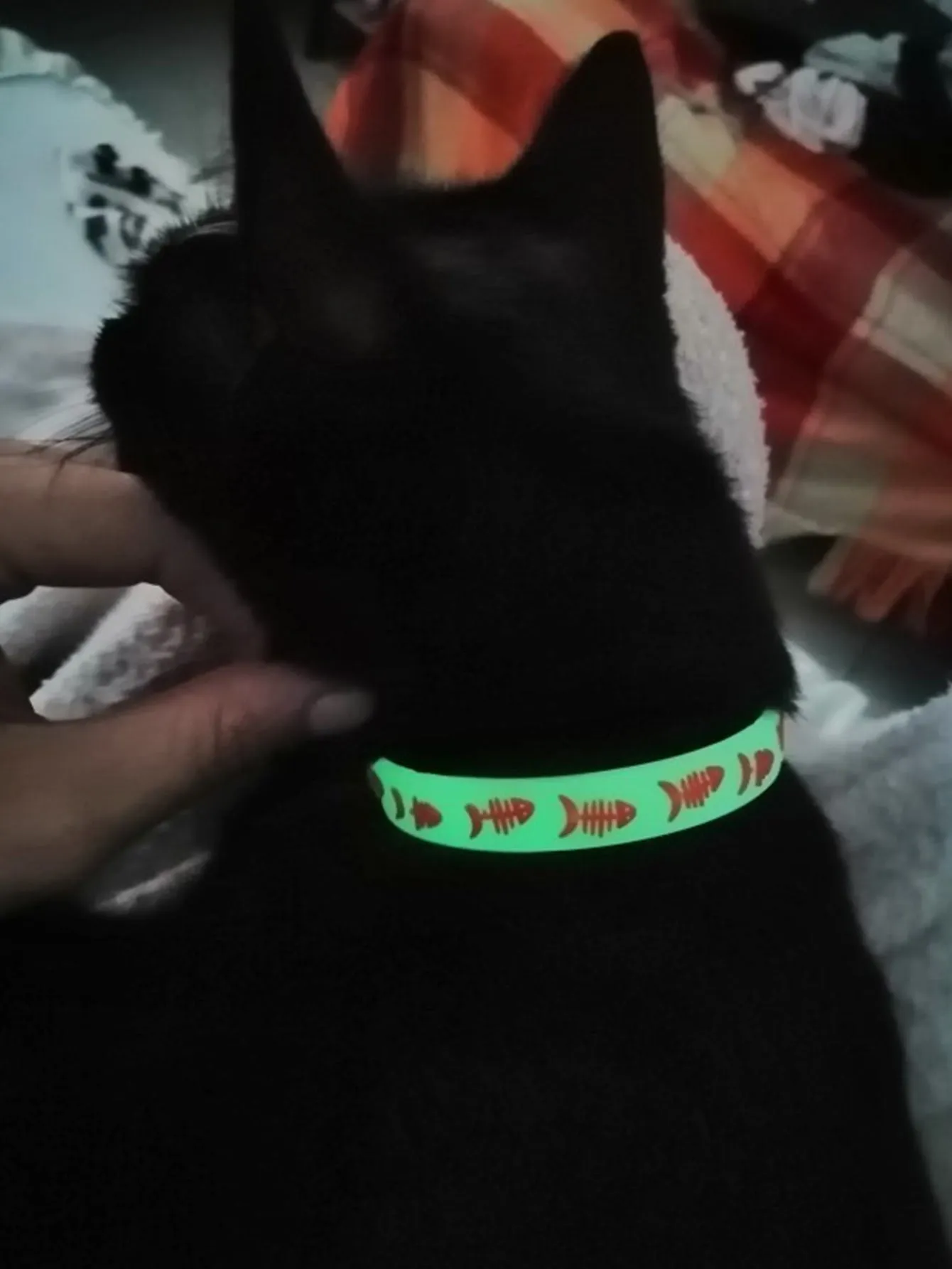 1pc Random Pattern Pet Glow Collar