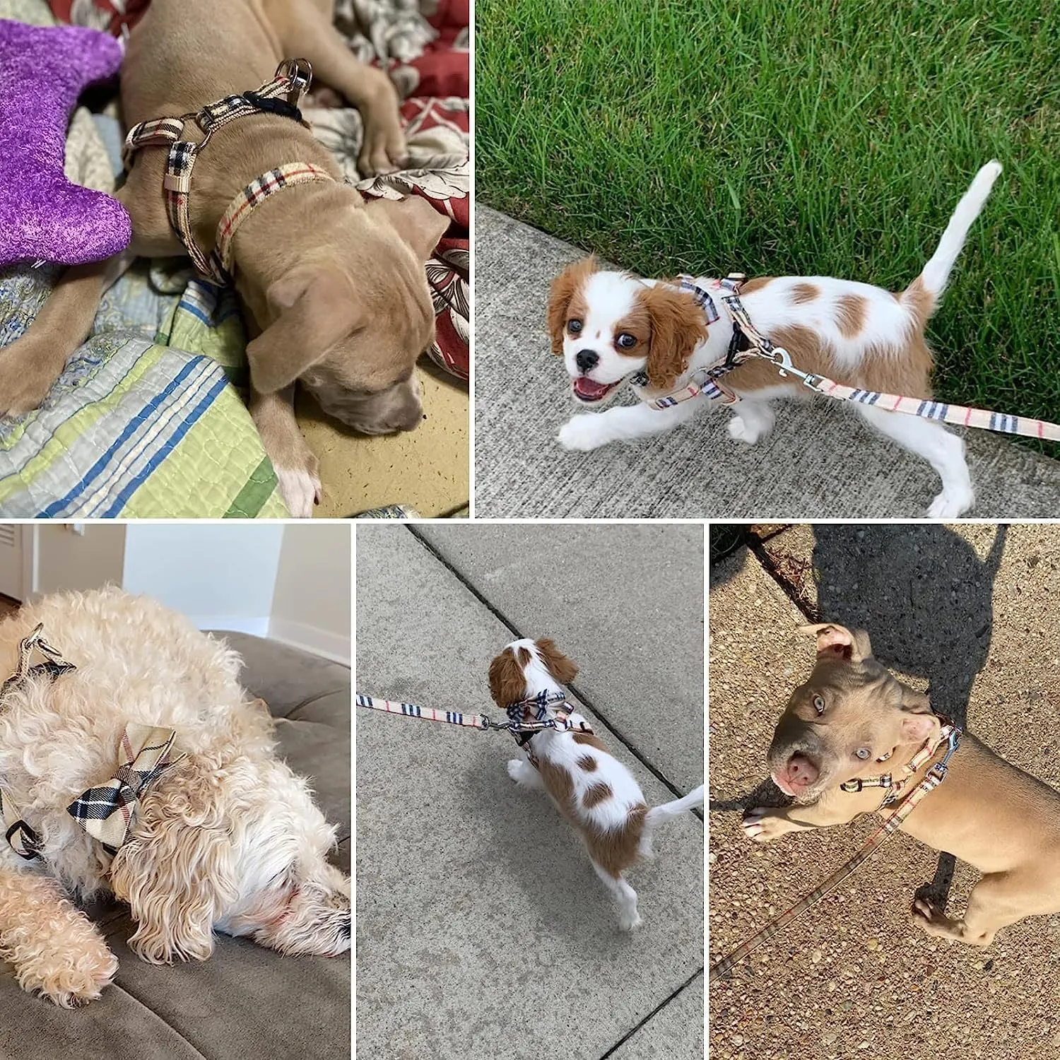 BINGPET Dog Harness Collar Leash Set,Adjustable No Pull Escape Proof Small Dog Harness,Classic Plaid Puppy Harness and Leash Set for Small Medium Large Dogs Training Easy Walk Running(Beige,M)