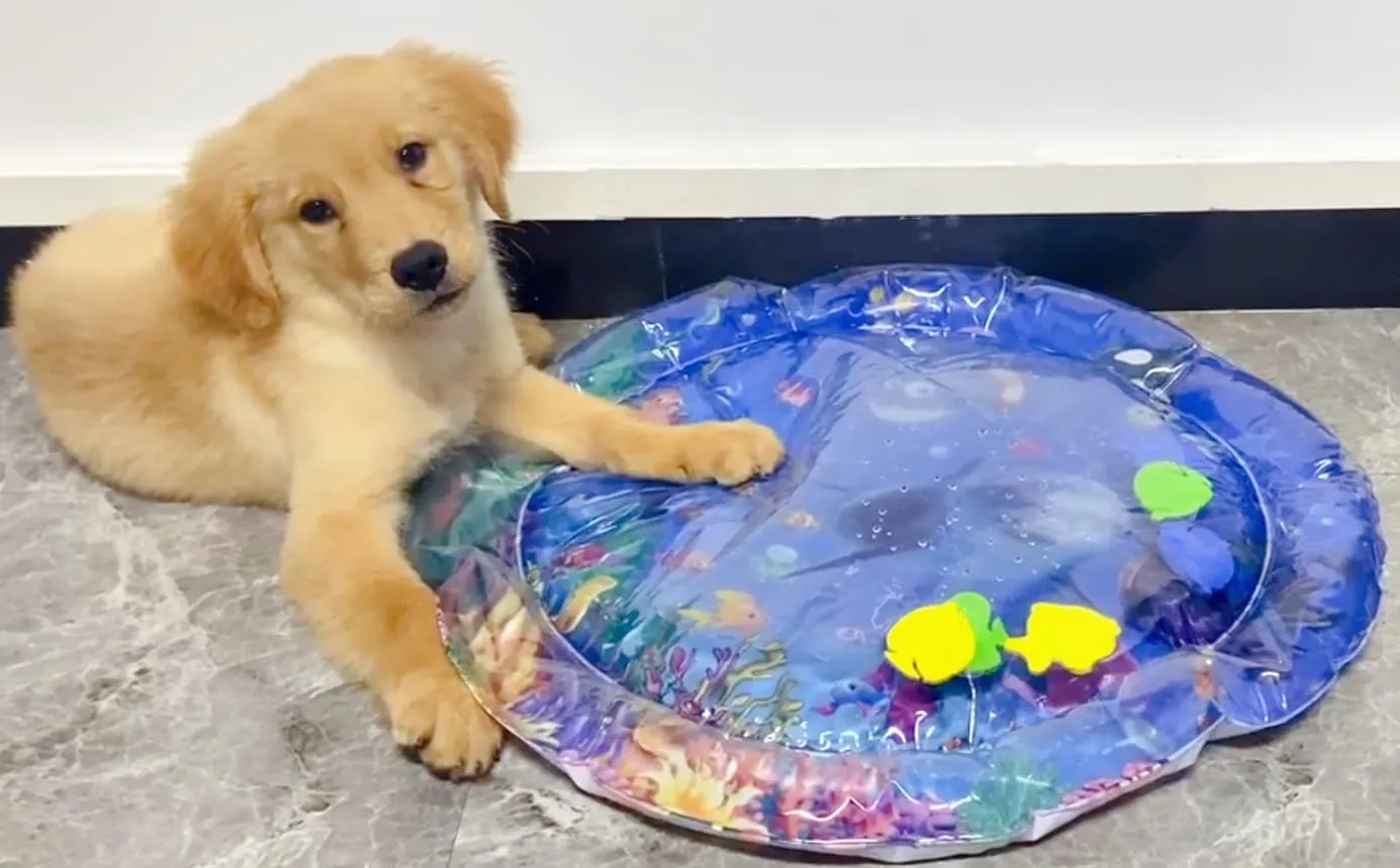 Dog Cooling Mat Cat Cooling Pad Summer Pet Bed for Dogs Cats Kennel Pad Pet Cooling Mat Cat Dog Cushion Pad (Blue Space)