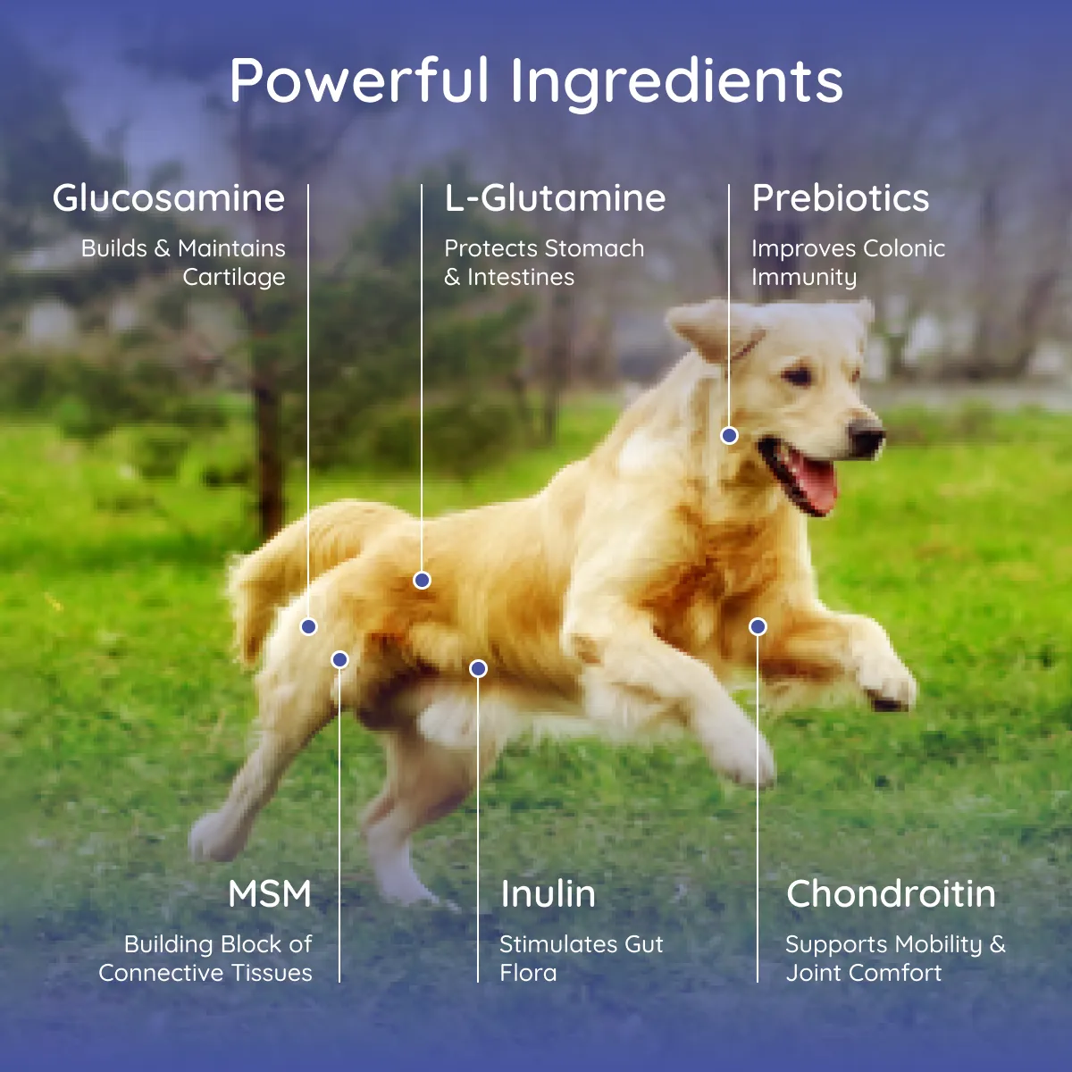 Dog Electrolyte and Joint Supplement | Beef Lovers