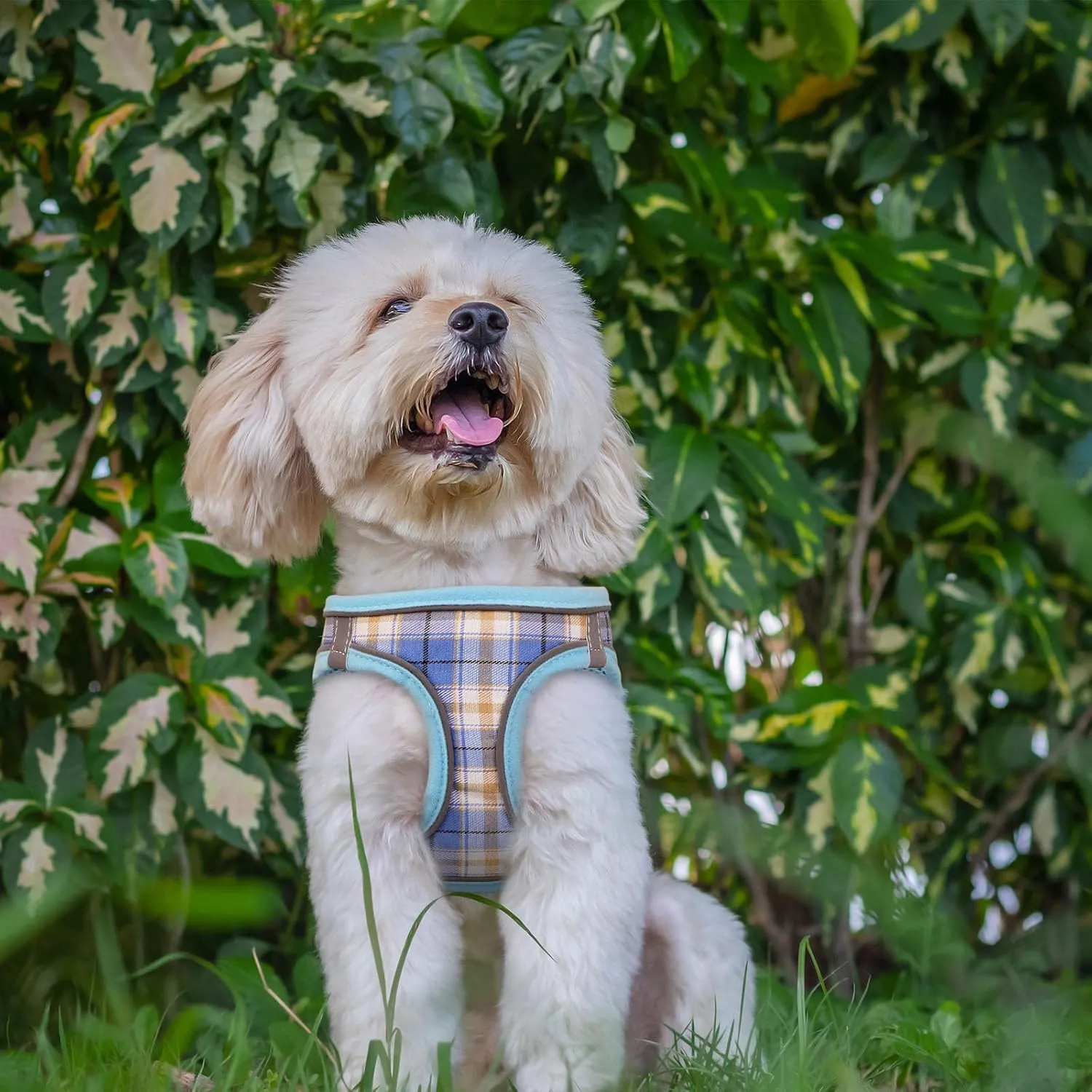 Dog Harness for Small Dogs,Small Dog Harness Puppy Harness Breathable Mesh Reflective Adjustable Safety Buckle XS Dog Harness Puppy Harness and Leash Set(Blue&XS)