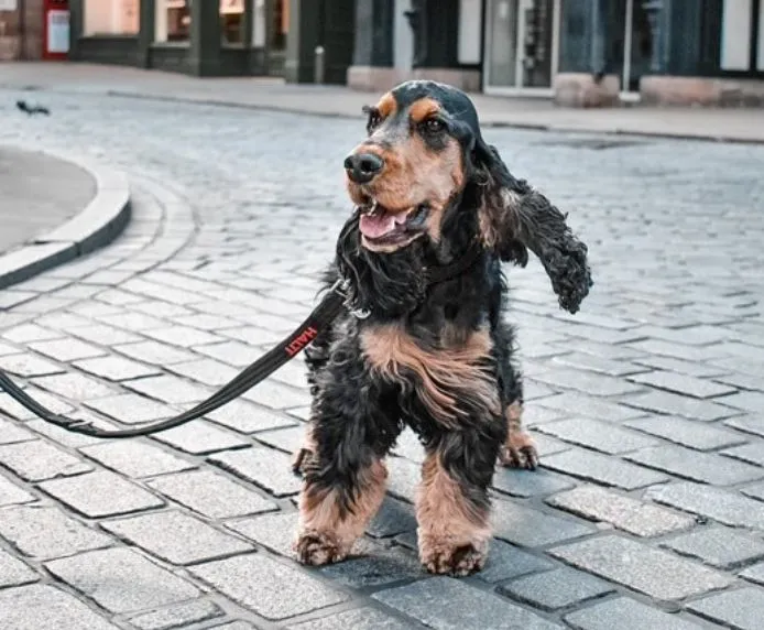 Halti Training Dog Lead (2 sizes/ 2 colours)