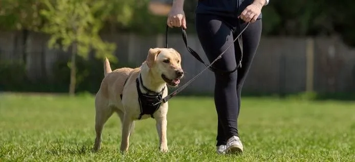 Halti Training Dog Lead (2 sizes/ 2 colours)
