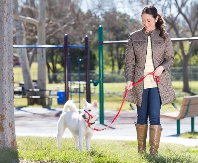 Halti Training Dog Lead (2 sizes/ 2 colours)