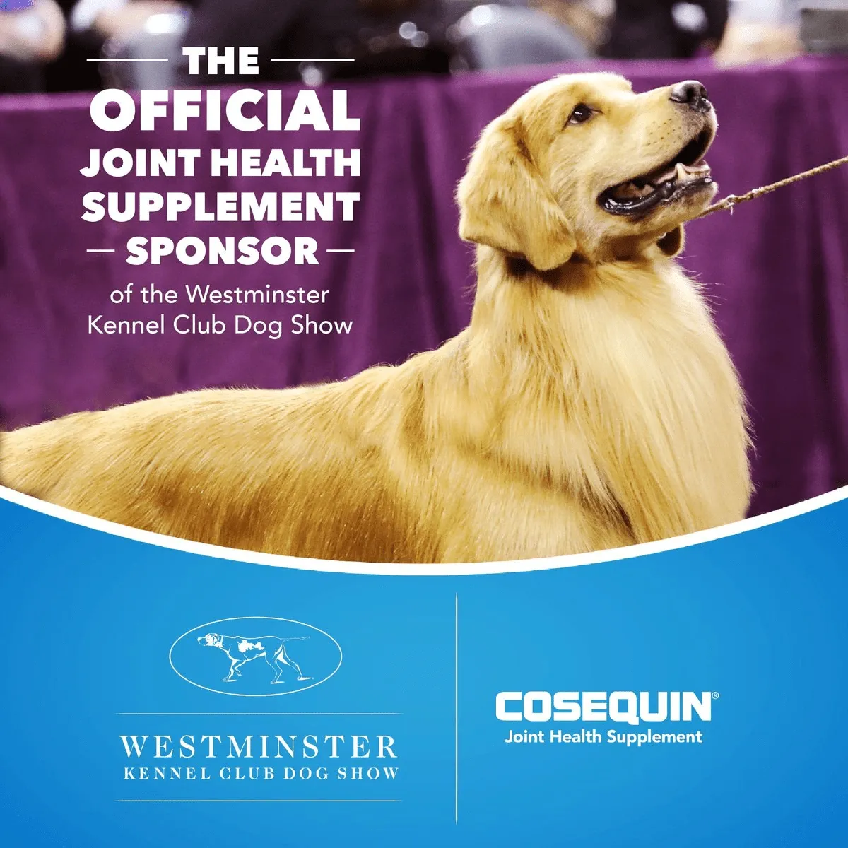 Nutramax Cosequin Senior Joint Health Supplement for Senior Dogs - With Glucosamine, Chondroitin, Omega-3 for Skin and Coat Health and Beta Glucans for Immune Support