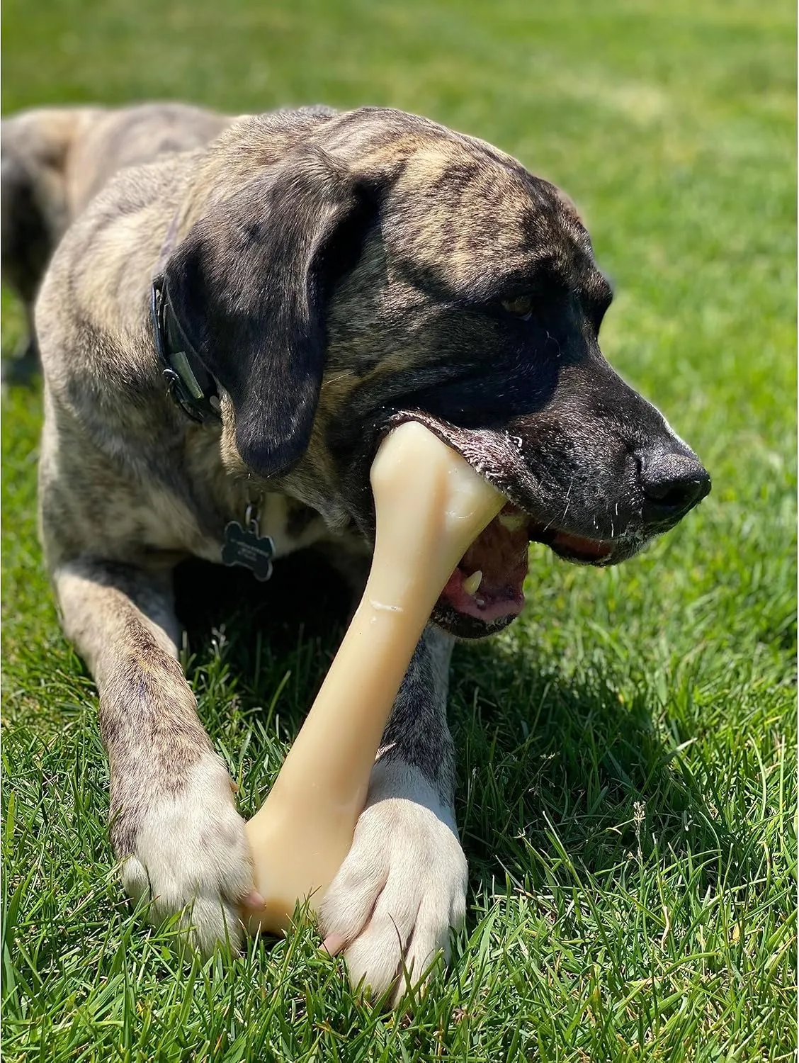 Nylabone Monster Bone Power Chew Toy for Dogs, Dog Toys for Aggressive Chewers, Chicken Flavor, XX-Large - 50   lbs, 1 Count